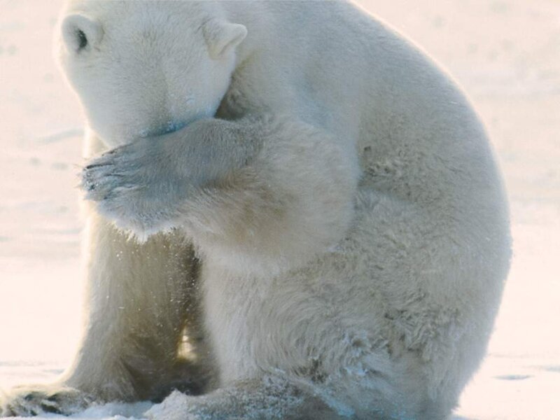 Polar Bear Grooming