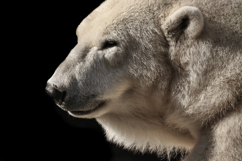 Polar Bear Head