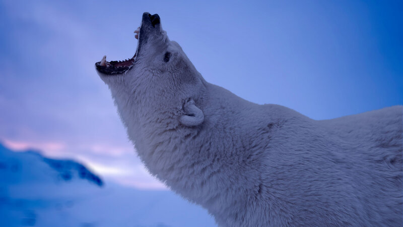 Polar Bear Howling — Blue