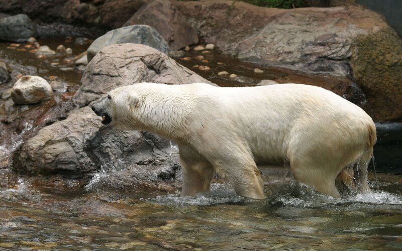 Polar bear in a stream