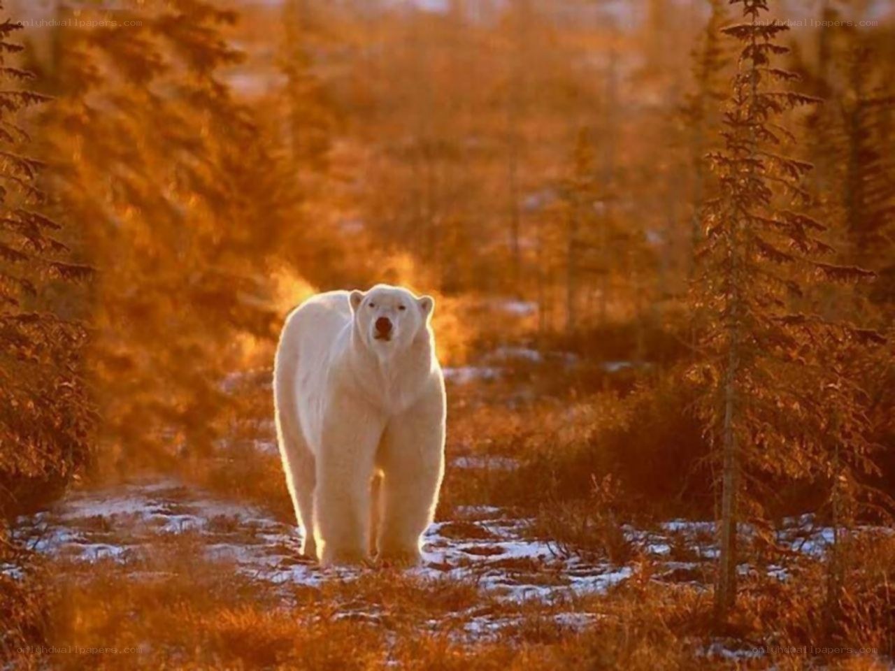Polar bear in autumn forest