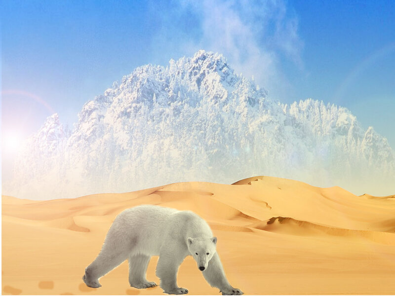 Polar bear in desert