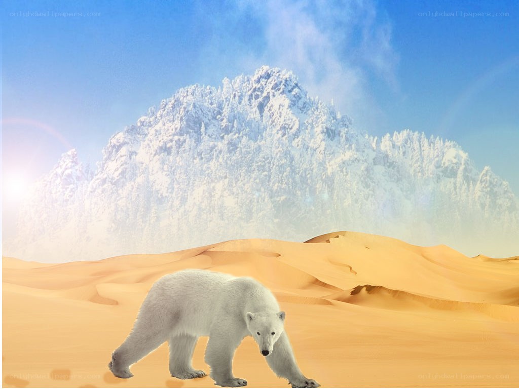 Polar bear in desert