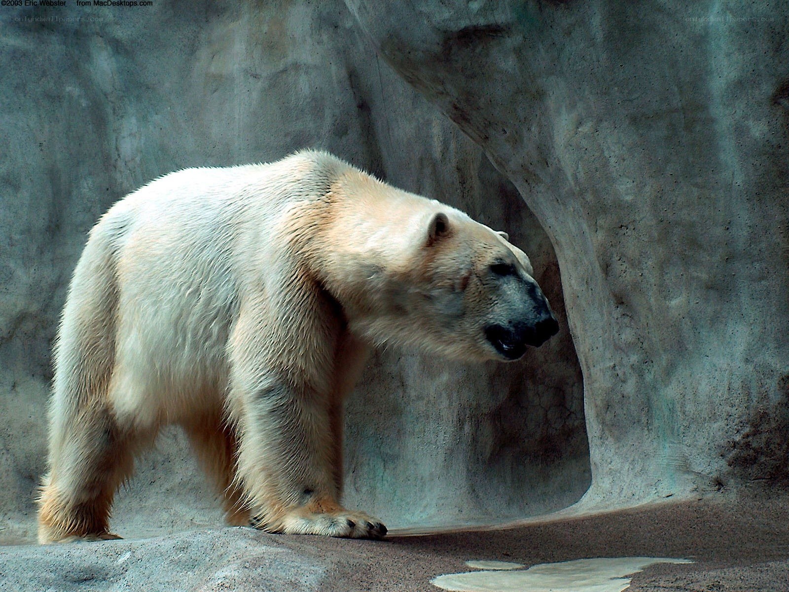 Polar bear in enclosure