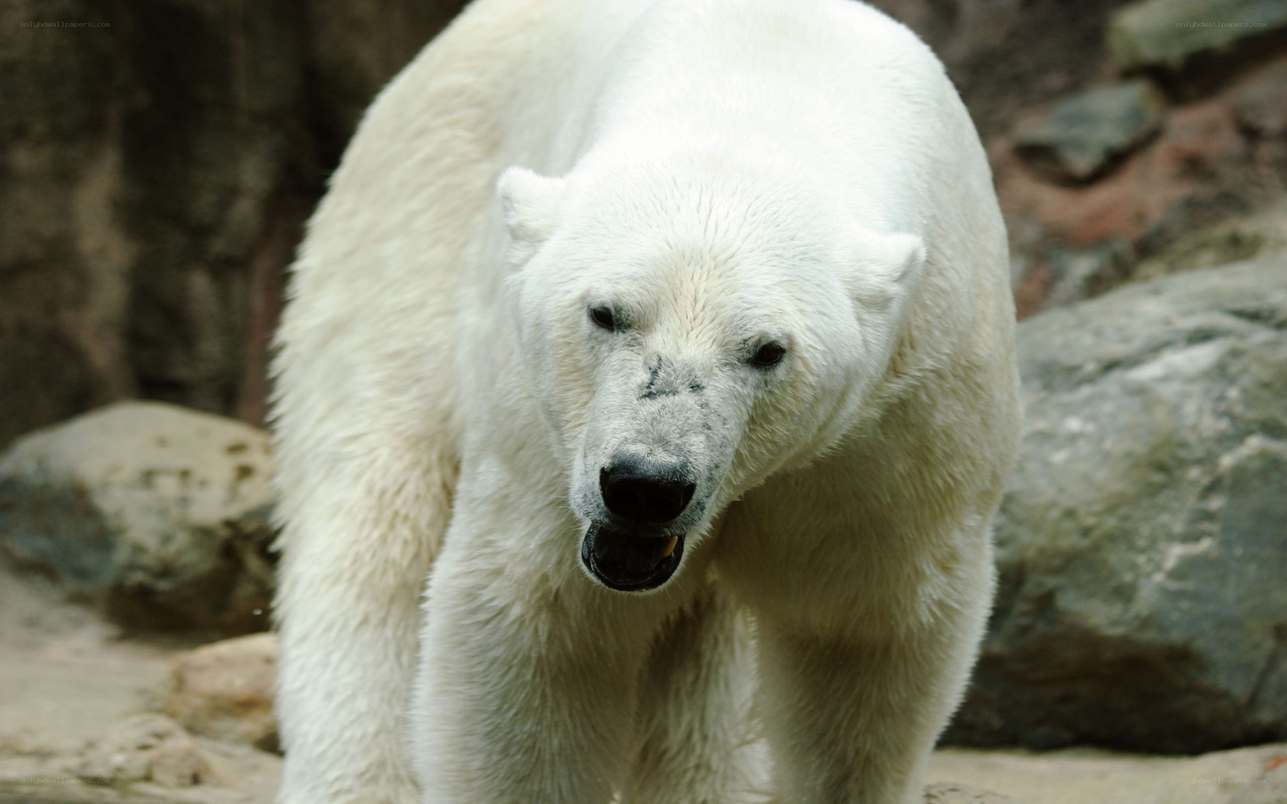 polar bear in enclosure