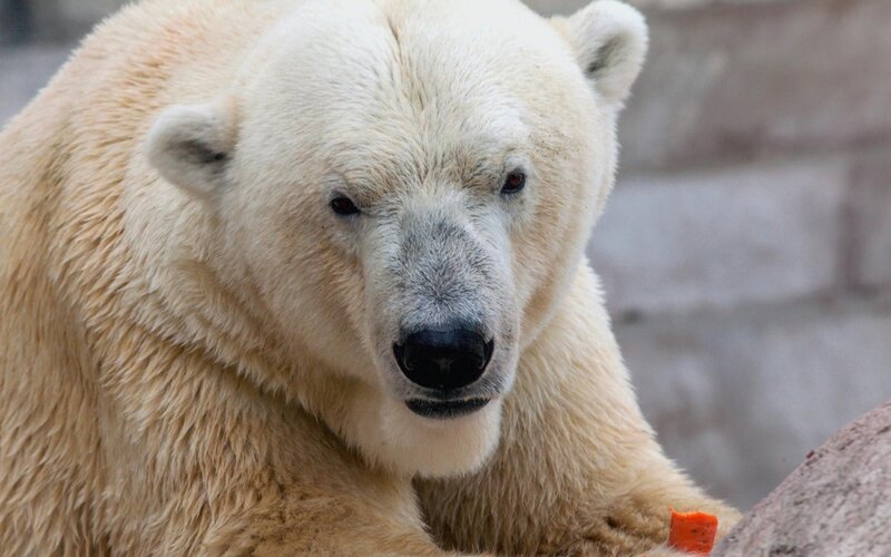 Polar Bear in Enclosure — White, Calm