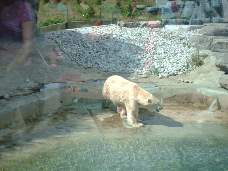 Polar Bear in Enclosure — White