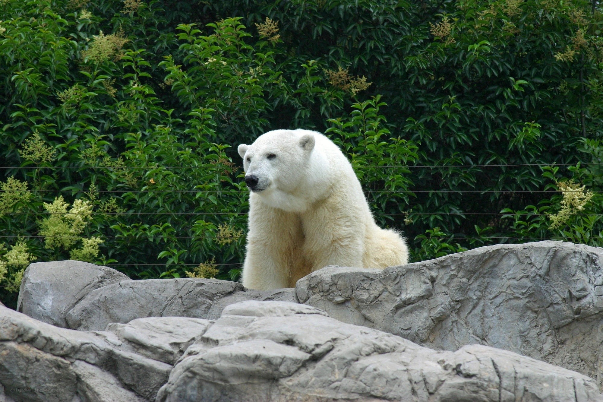 Polar bear in enclosure