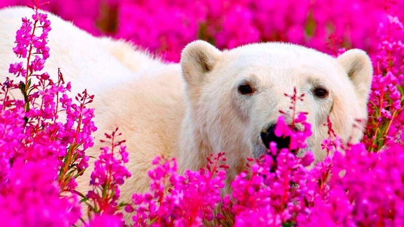 Polar Bear in Flowers — Pink