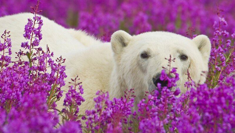 Polar Bear in Flowers — Purple, Calm, Summer, Photograph