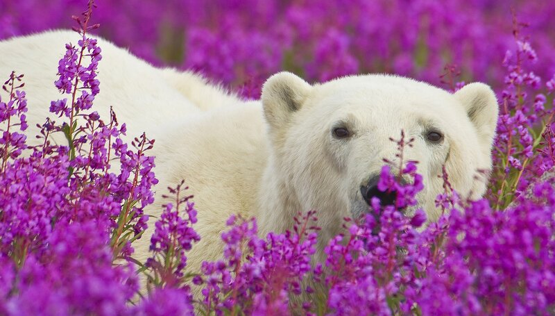 Polar Bear in Flowers — Purple, Calm, Summer, Photograph, White