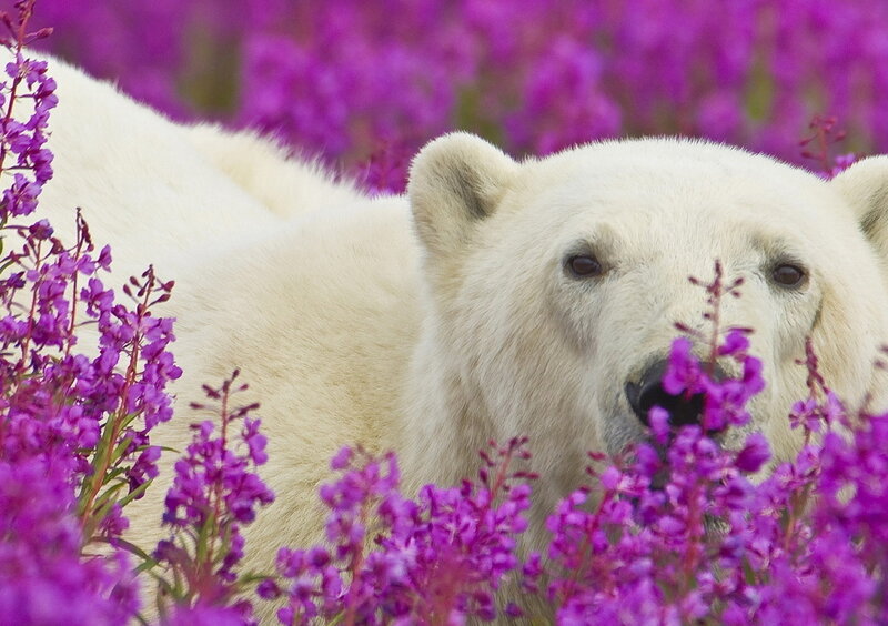 Polar Bear in Flowers — Purple, Calm, Summer