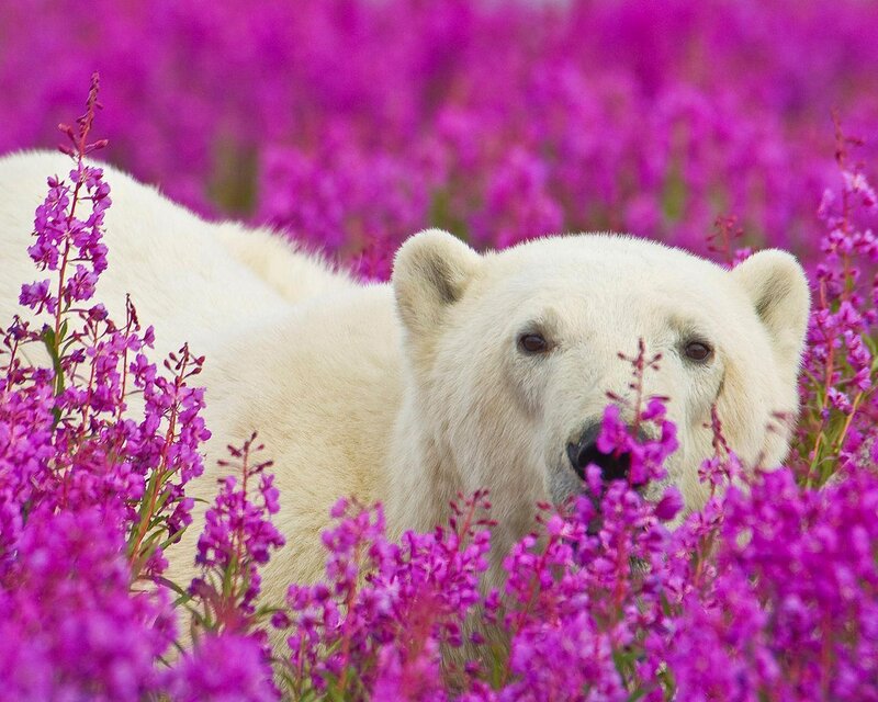 Polar Bear in Flowers — Purple, Calm