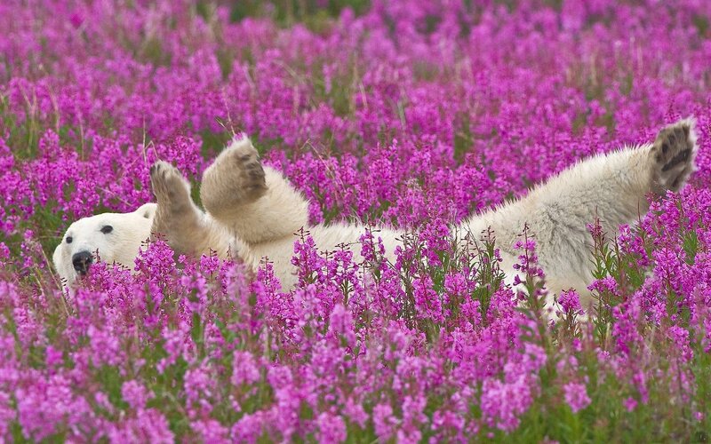 Polar Bear in Flowers — Purple, Peaceful, Summer, Photograph