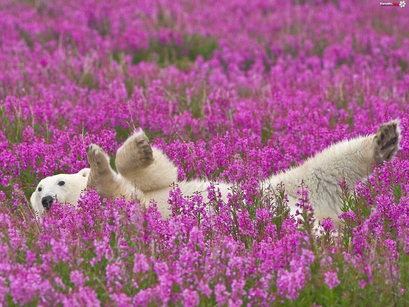 Polar Bear in Flowers — Purple, Peaceful, Summer