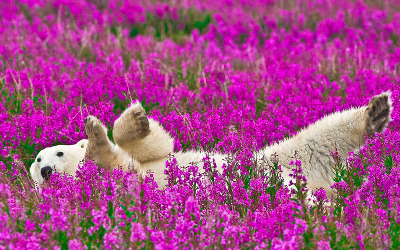 Polar Bear in Flowers — Purple, Peaceful