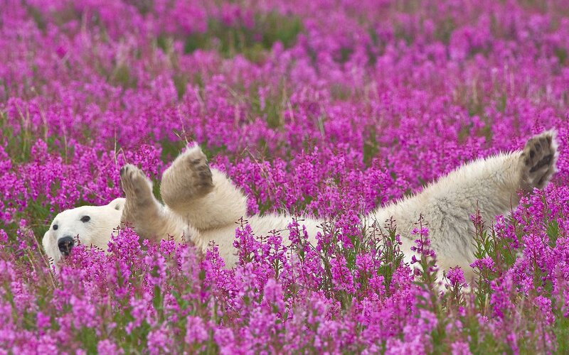 Polar Bear in Flowers — Purple, Playful, Summer
