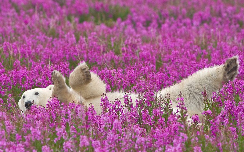 Polar Bear in Flowers — Purple, Playful