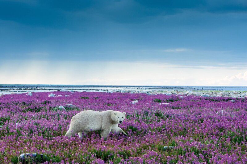 Polar Bear in Flowers — Purple, Serene, Summer, Photograph, Sky