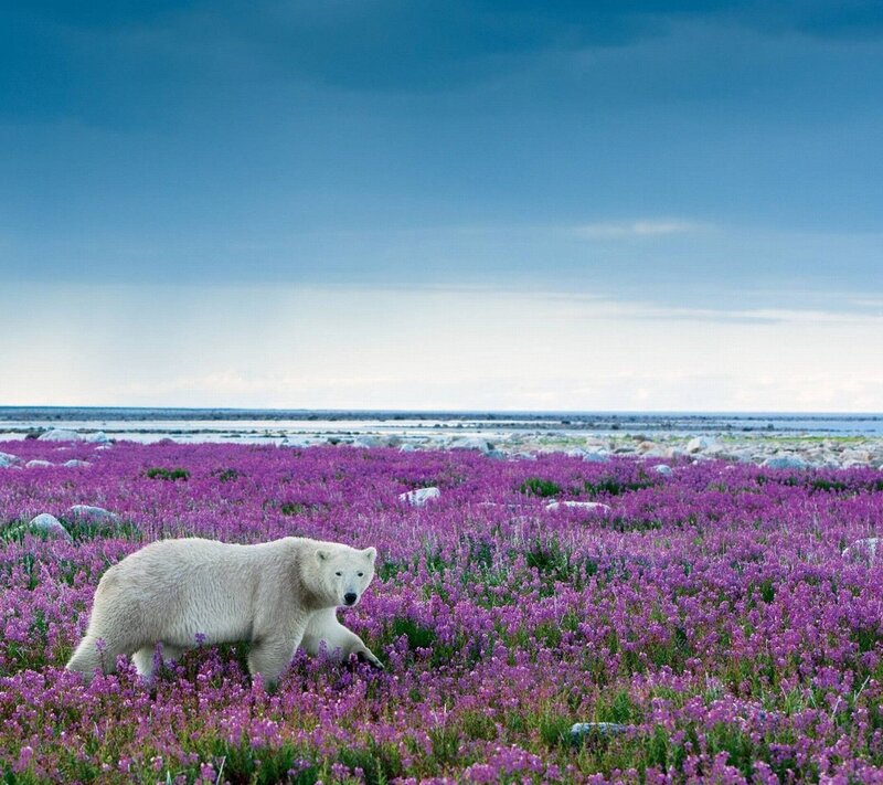 Polar Bear in Flowers — Purple, Serene, Summer, Photograph