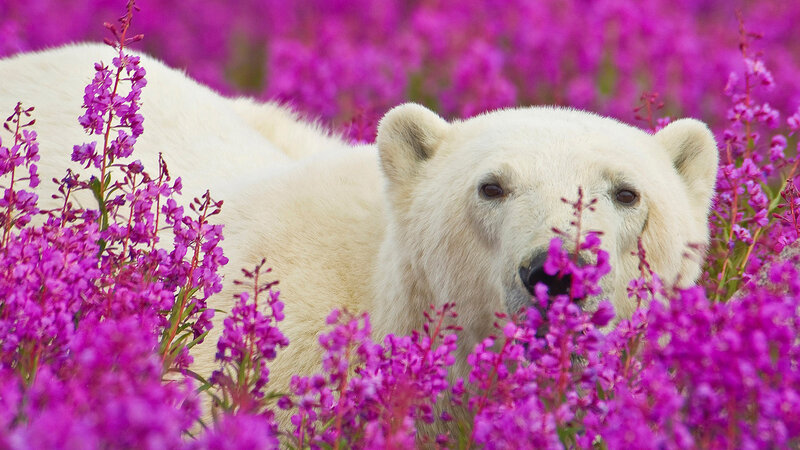 Polar Bear in Flowers — Purple, Serene, Summer