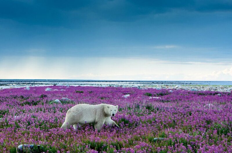Polar Bear in Flowers — Purple, Serene