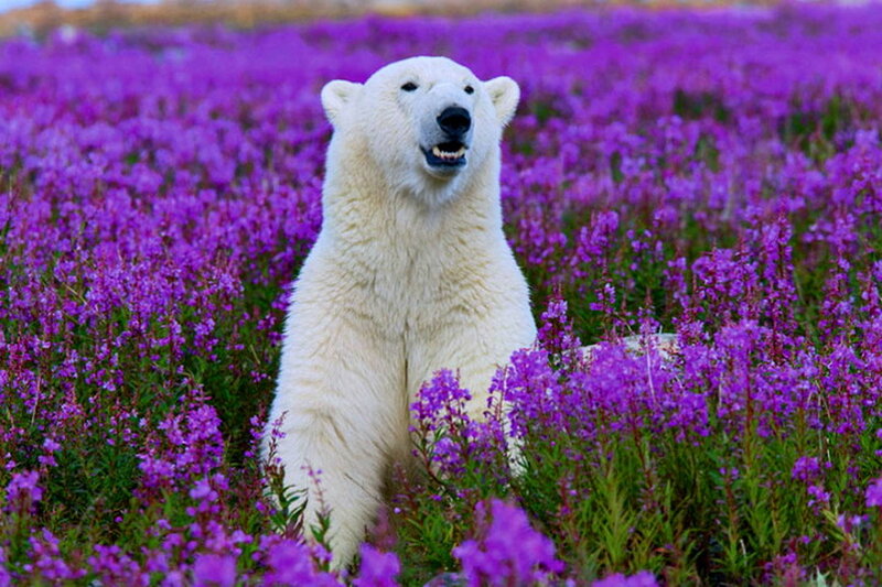 Polar Bear in Flowers — Purple