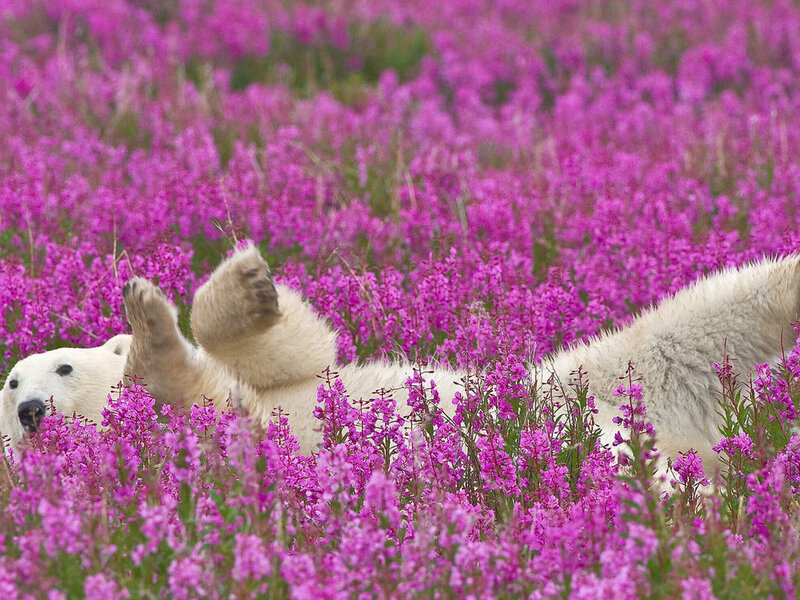 Polar Bear in Flowers