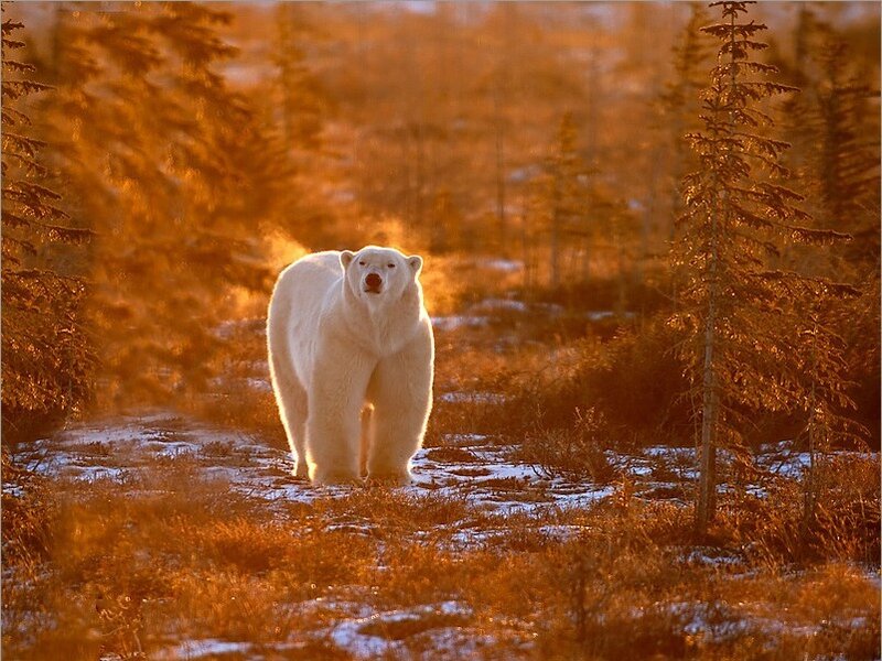 Polar Bear in Forest