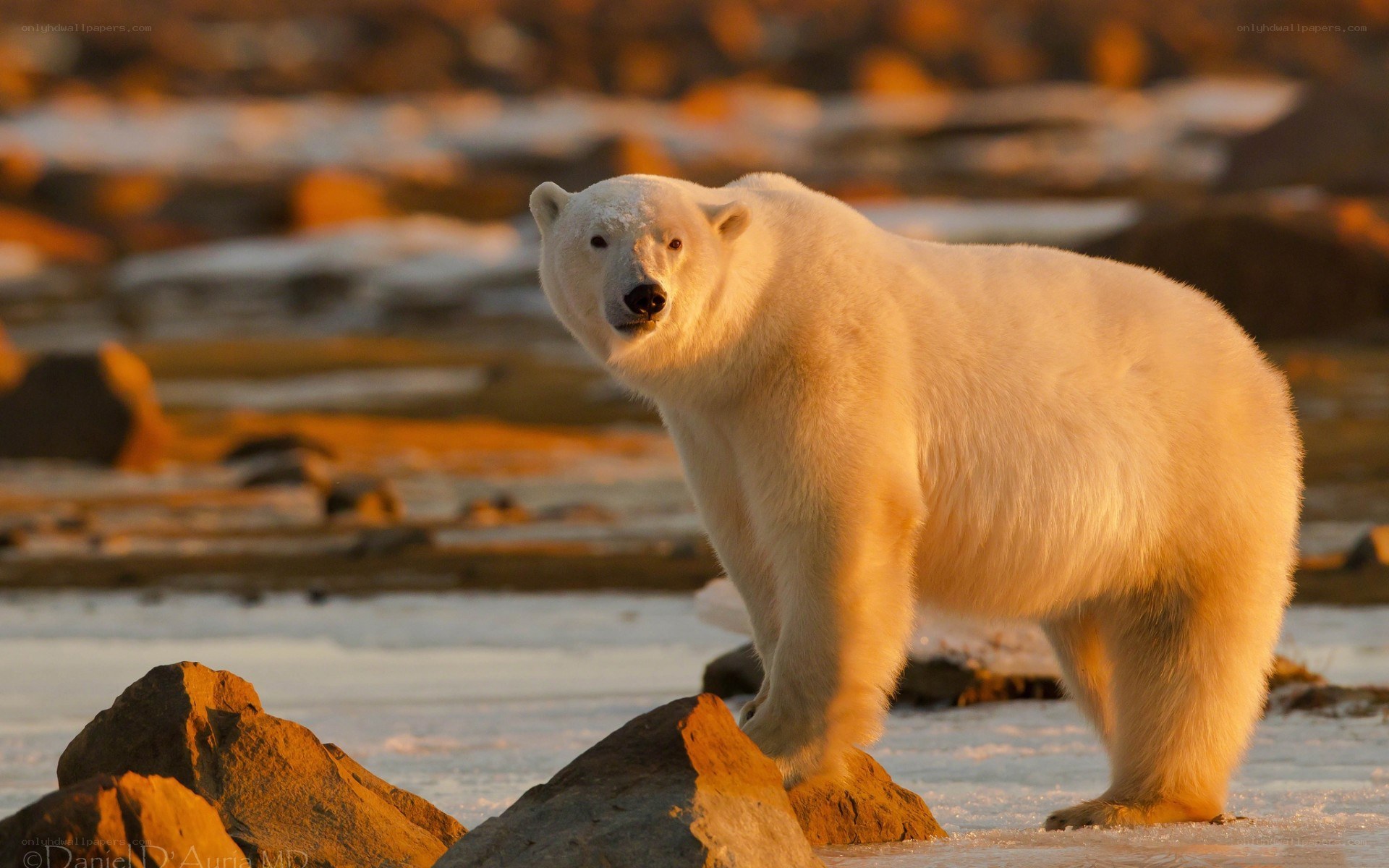 Polar bear in golden light