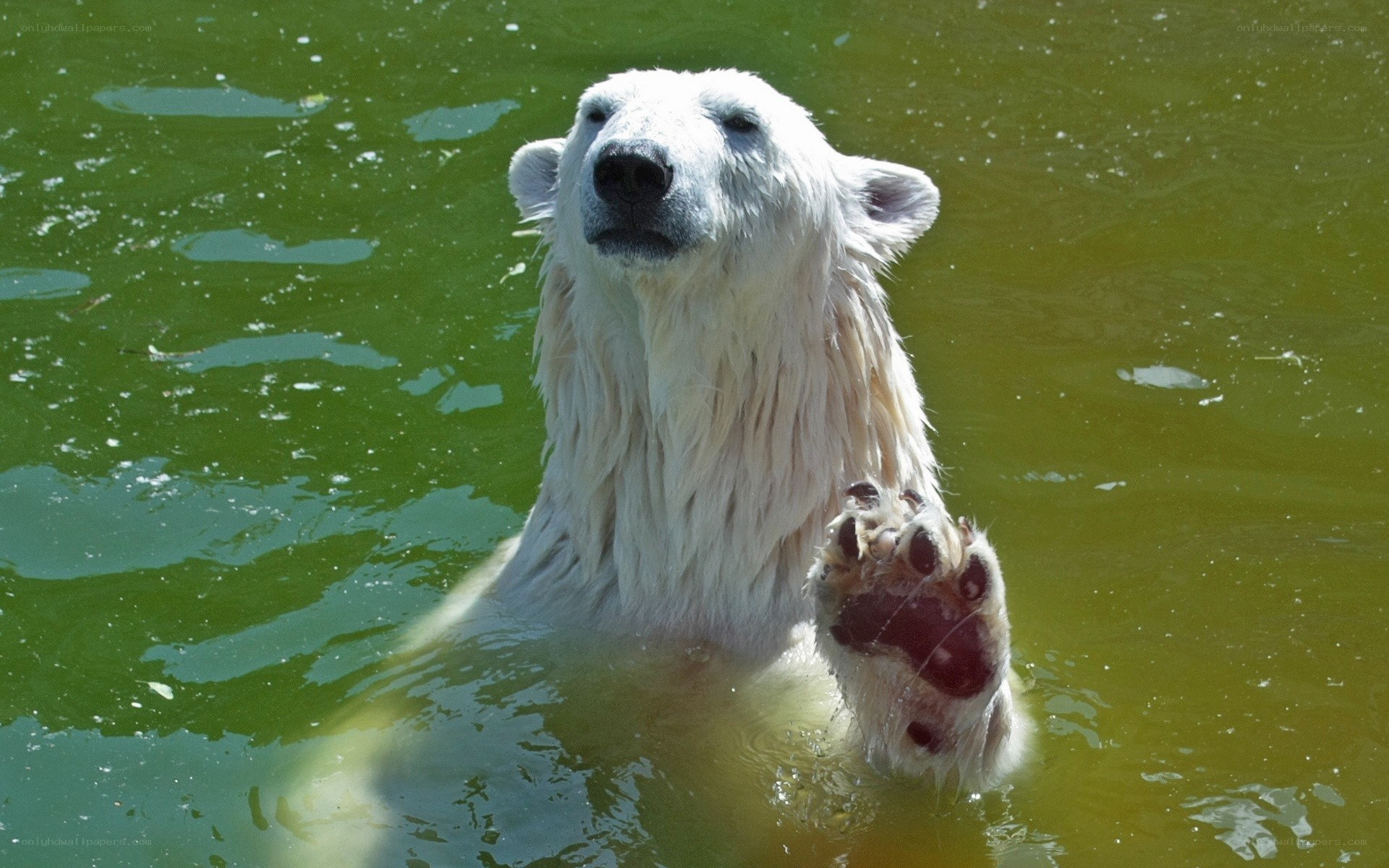 Polar bear in green water