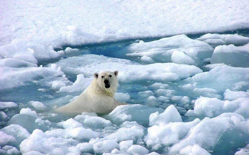 Polar Bear in Ice — White