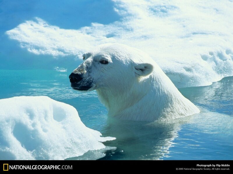 Polar bear in icy water