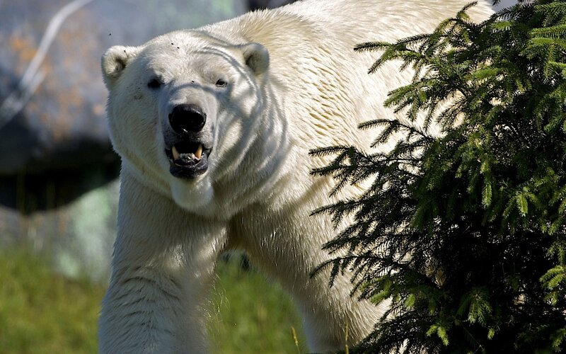 Polar bear in natural habitat