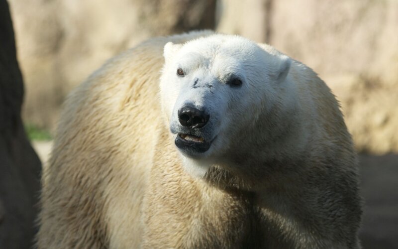 polar bear in natural setting