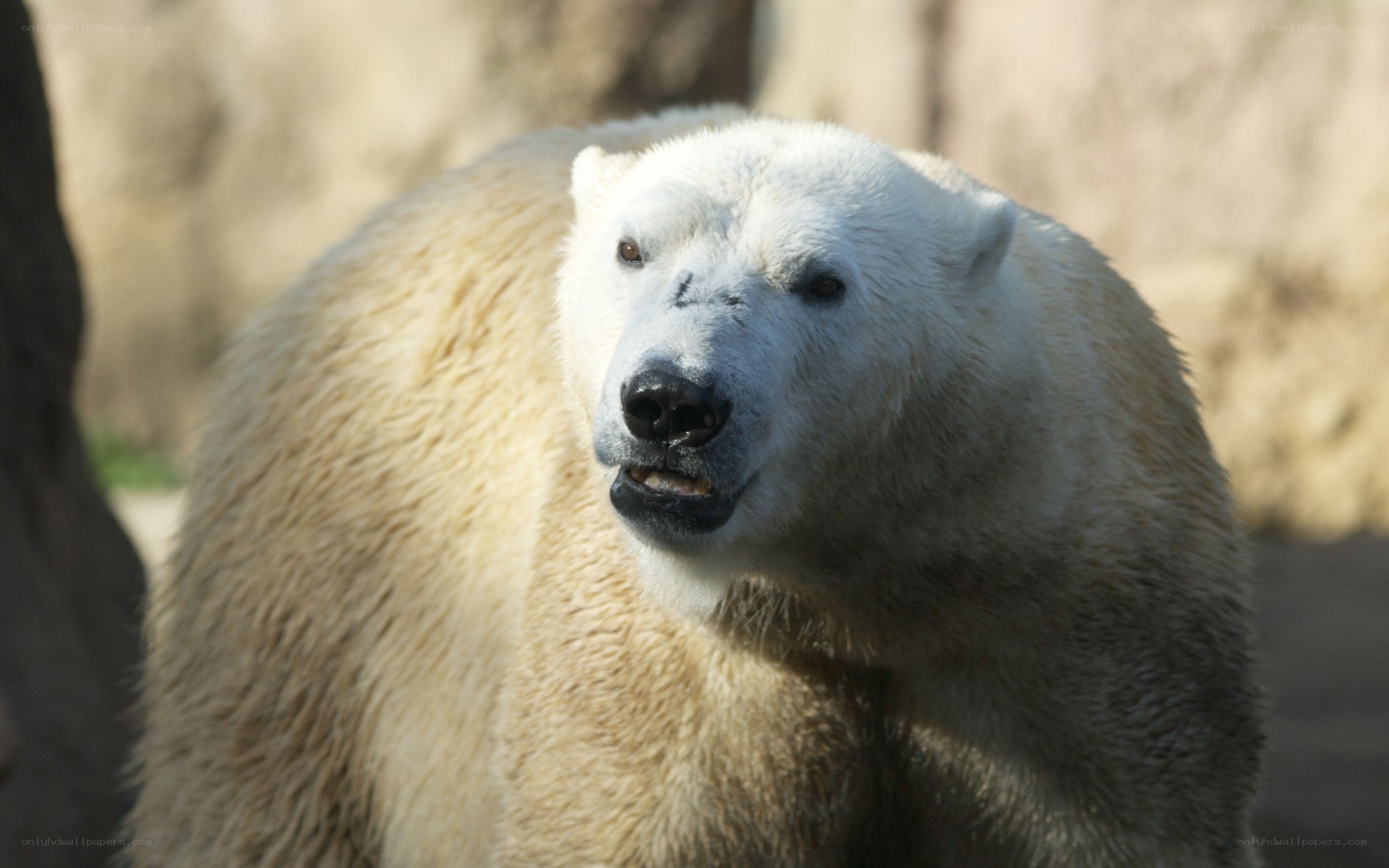 polar bear in natural setting