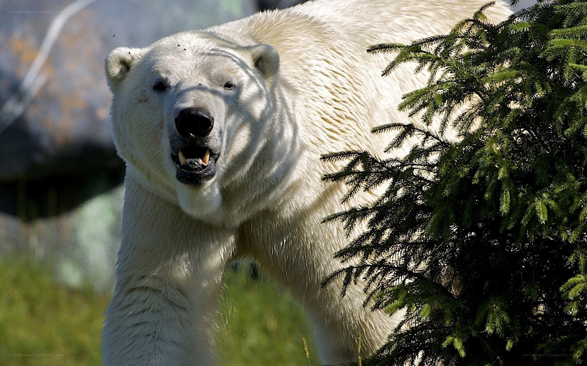 Polar bear in natural setting