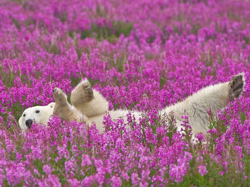 Polar bear in pink flowers