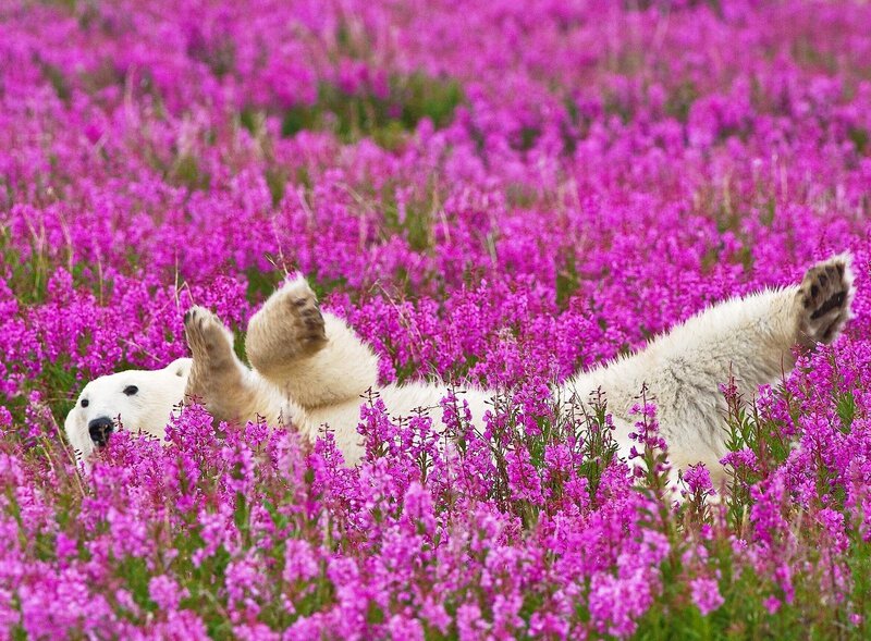 Polar bear in pink flowers