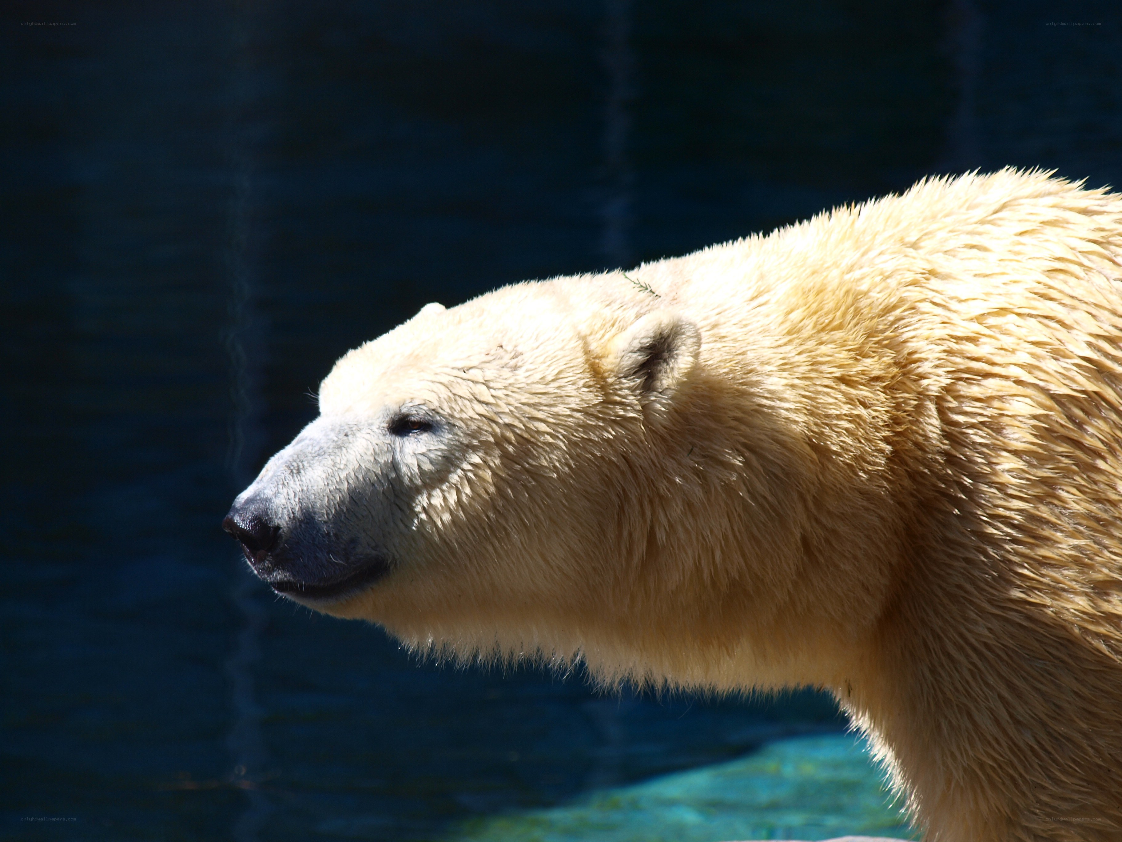 Polar bear in profile