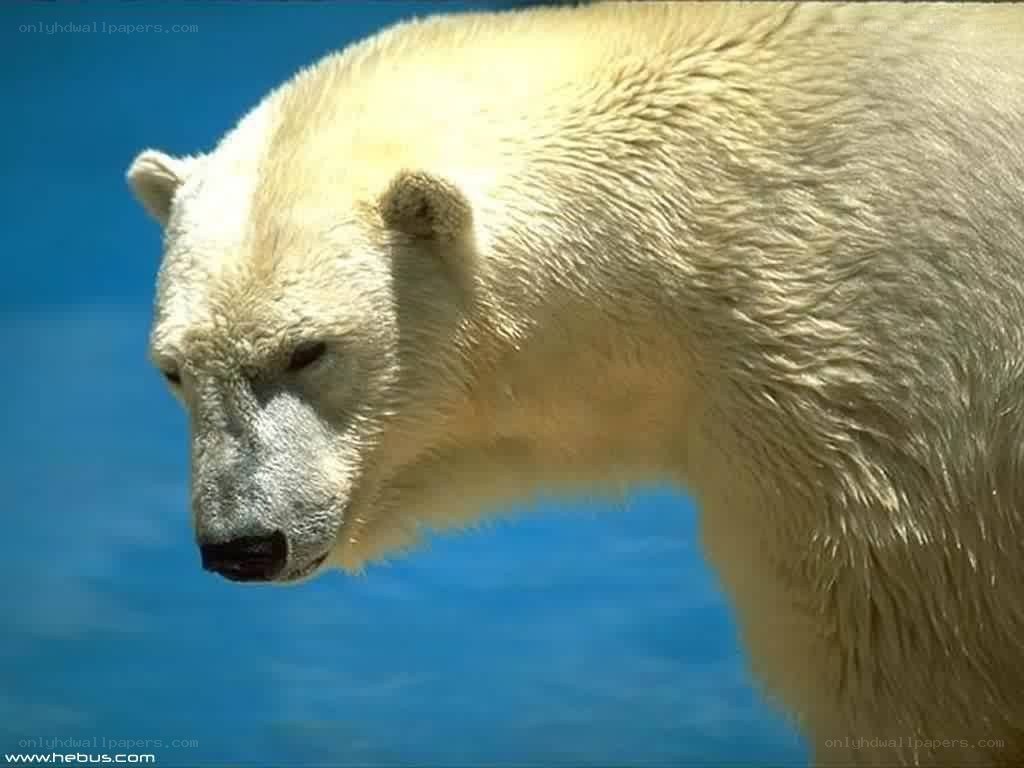 polar bear in profile
