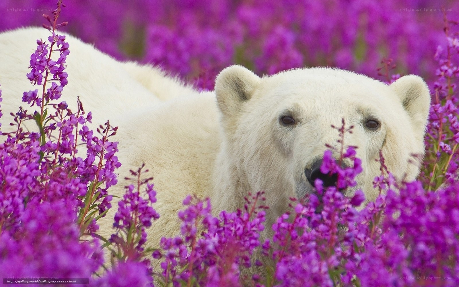 Polar bear in purple flowers