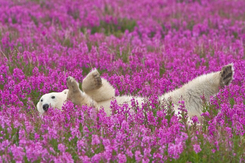 Polar bear in purple flowers