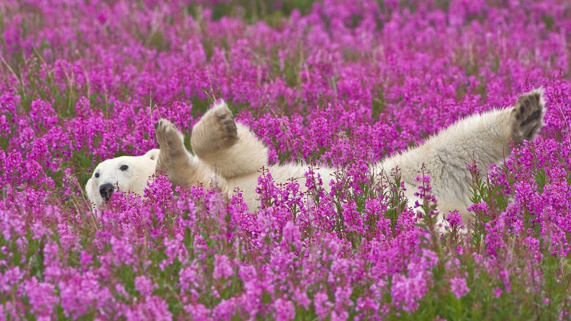 Polar bear in purple flowers