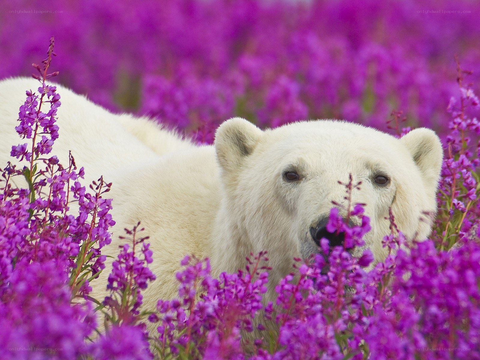 Polar bear in purple flowers
