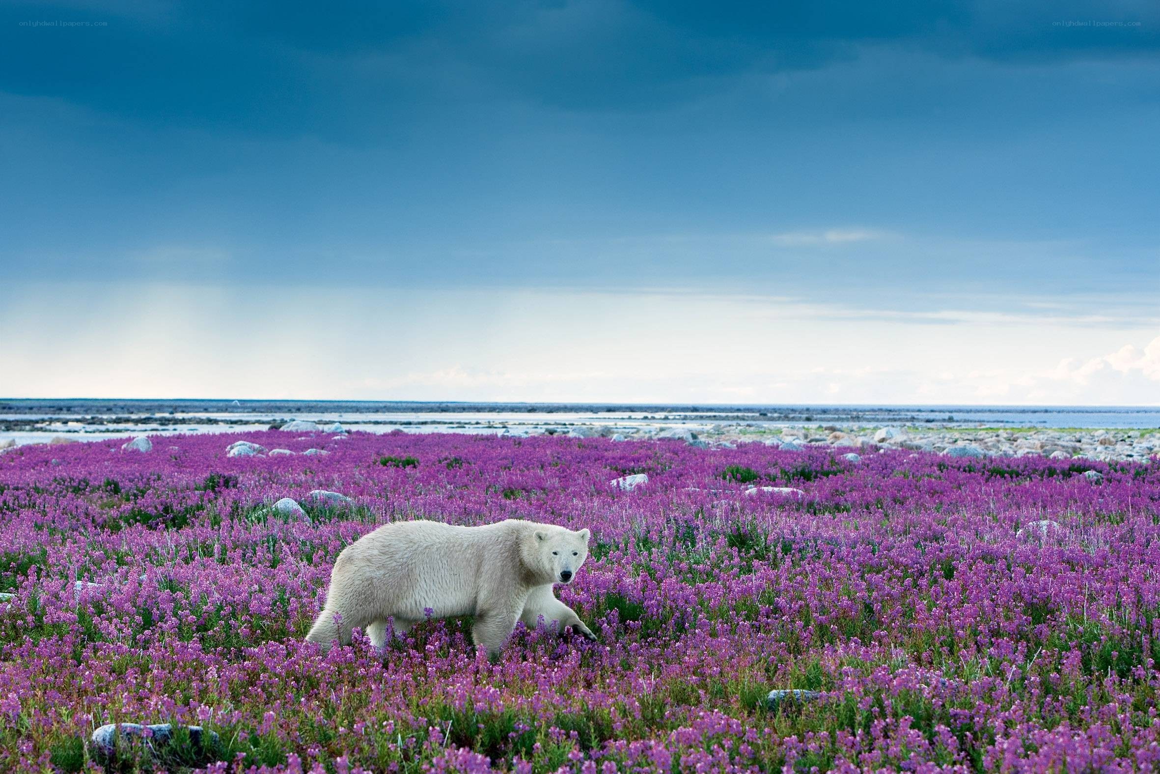 Polar bear in purple flowers