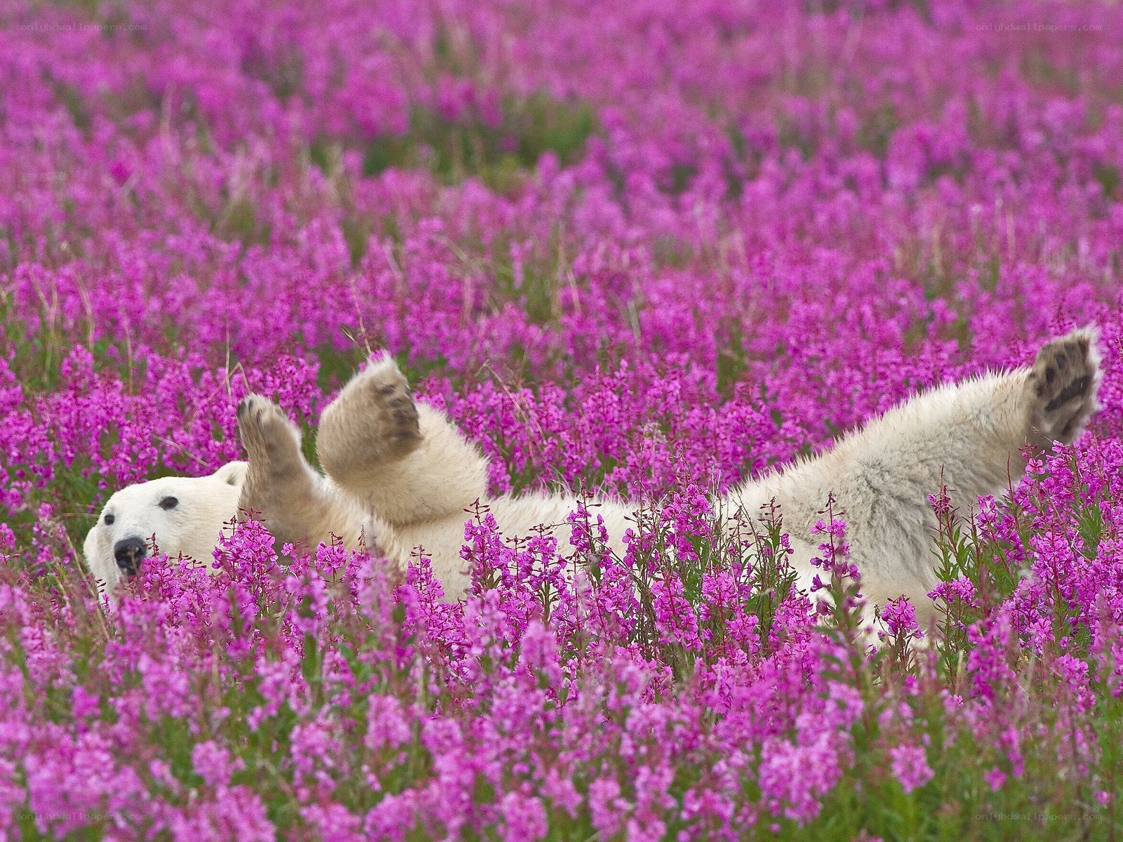 Polar bear in purple flowers