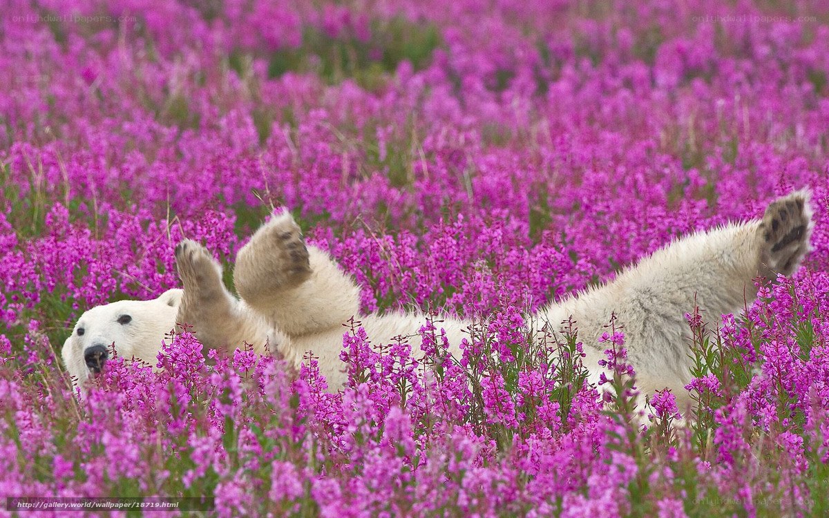 Polar bear in purple flowers