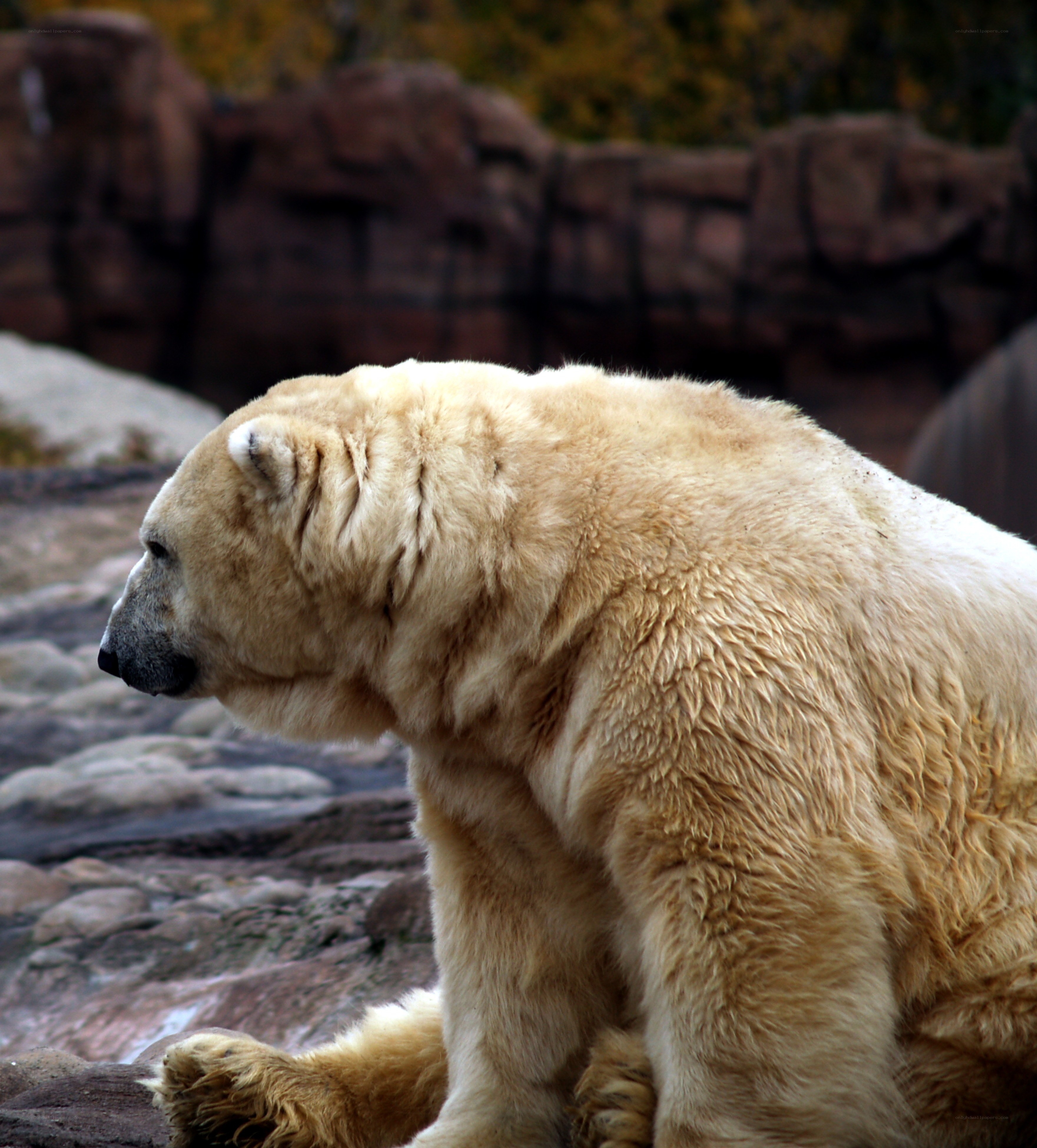 polar bear in rocky enclosure