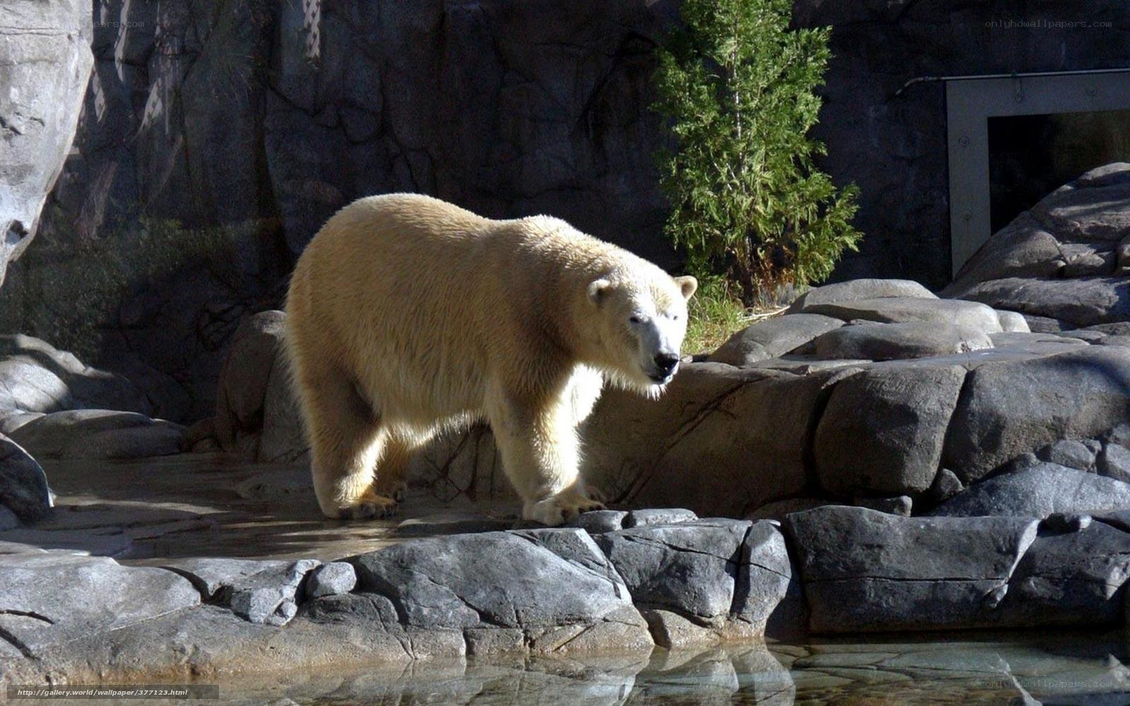 Polar bear in rocky enclosure